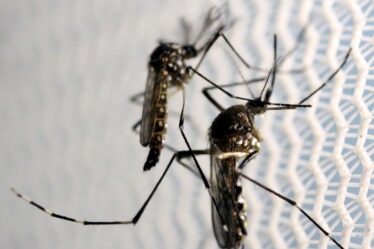 Mosquitos de Aedes aegypti são vistos no laboratório da Oxitec em Campinas